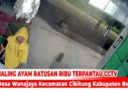 Maling Ayam Terekam CCTV Di Kampung Rawa Lele Wanajaya Cibitung