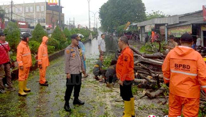 Pohon Tumbang di Jalan Raya Serang – Cilegon, Lalu Lintas Sempat Macet