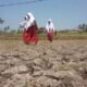 Ilustrasi Kemarau. Anak-anak sekolah melintasi sebuah perkebunan yang mengalami kekeringan akibat kemarau panjang. (Foto : intermet)