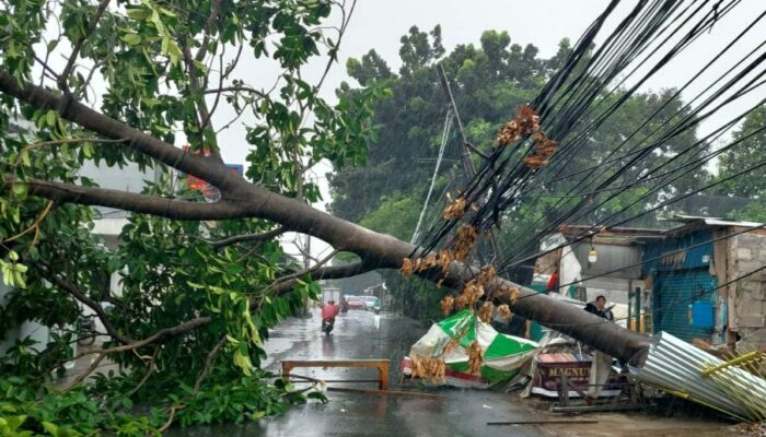 Di Guyur Hujan Di Sertai Angin Kencang, Sejumlah Pohon Di Bekasi Tumbang