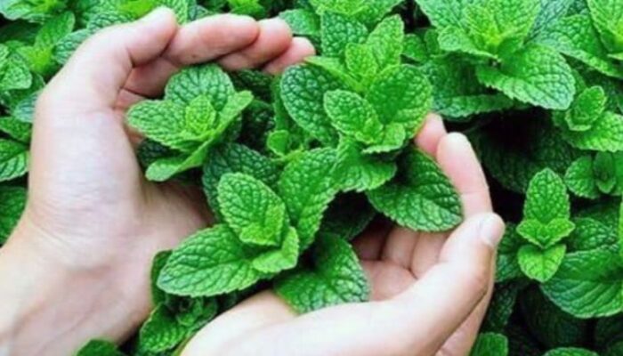 Berikut Macam-macam Bahan Obat Tradisional Atasi Batuk Kering dan Berdahak