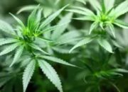 Unit Reskrim Narkoba Polres Pandeglang, Ringkus 2 Pelaku Bisnis Jual Beli Ganja