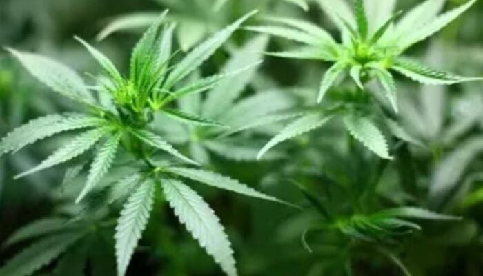 Unit Reskrim Narkoba Polres Pandeglang, Ringkus 2 Pelaku Bisnis Jual Beli Ganja