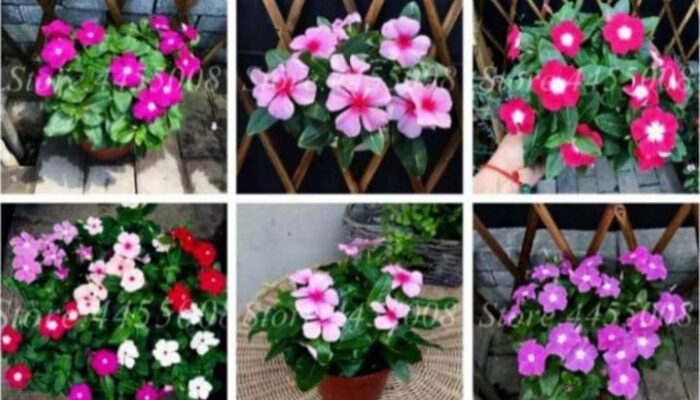 Lima Tanaman Obat Keluarga Herbal Berbunga dan Manfaatnya