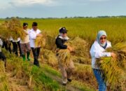 Produksi Padi di Kabupaten Bekasi Meningkat, Asda 1: Tebesar ke- 7 di Jawa Barat
