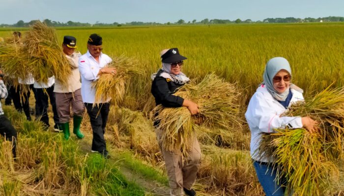 Produksi Padi di Kabupaten Bekasi Meningkat, Asda 1: Tebesar ke- 7 di Jawa Barat