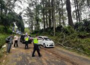 Kronologi Warga Karawang Tewas Tertimpa Pohon Pinus di Lembang Bandung Barat