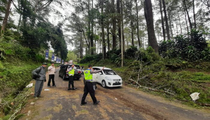 Kronologi Warga Karawang Tewas Tertimpa Pohon Pinus di Lembang Bandung Barat