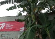 Geger, Jantung Pohon Pisang Tumbuh Ditengah Batang di Bekasi, Wujudnya Unik