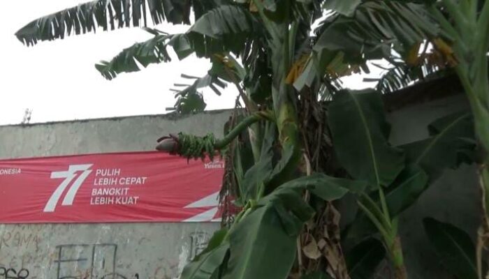 Geger, Jantung Pohon Pisang Tumbuh Ditengah Batang di Bekasi, Wujudnya Unik