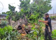 Pasca Pohon Tumbang di Jalan Cacing, Warga Desak Pemkot Jakarta Timur Lakukan Penebangan Menyeluruh