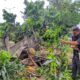 Pasca peristiwa pohon tumbang yang terjadi pada Jum'at (10/02) kemarin di Jalan Cakung- Cilincing, Jakarta Timur