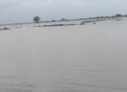 Derita Petani di Kabupaten Bekasi, Dampak Banjir Membuat Mereka Merugi