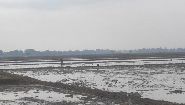 Pembagian Bantuan Tidak Merata Petani Cabangbungin Cari Modal Lagi Buat Garap Sawah Yang Rusak Akibat Banjir