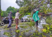 Breaking News, Jalur Pantura Cikarang Tertutup Pohon Tumbang , Pengendara Sulit Melintas