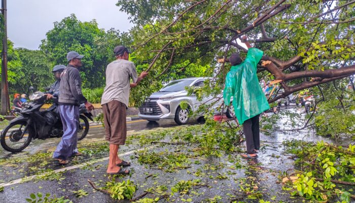 Breaking News, Jalur Pantura Cikarang Tertutup Pohon Tumbang , Pengendara Sulit Melintas