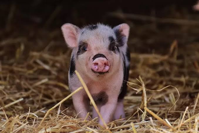 Babi. (Foto: Sumber Wikipedia)