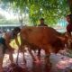 Sapi limousin seberat 800 kg yang diberikan Prabowo ke ponpes Attakwa, Kecamatan Babelan Kabupaten Bekasi, Jawa Barat.(Foto: Jeje)