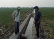 Adanya Program P3-TGAI, Warga Desa Sukaindah Ucapkan Terimakasih ke BBWS Citarum