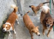 Waspada Peliharaan Hewan Dirumah, 55.000 Jiwa Meninggal Akibat Rabies