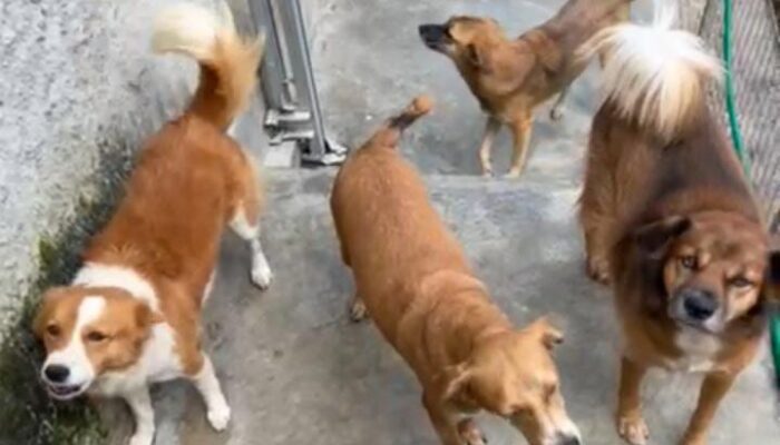 Waspada Peliharaan Hewan Dirumah, 55.000 Jiwa Meninggal Akibat Rabies