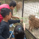 Anak-anak Saat berkunjung dan berinteraksi, dengan cara memberi makan ke salah satu binatang yang ada di Taman Margasatwa Ragunan, Jakarta Selatan. (Foto: Jeje)