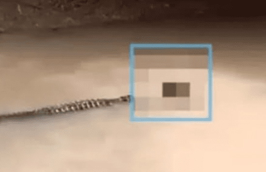 Buaya di Sungai Patia, Desa Idaman, yang menerkam dan membawa salah seorang warga Desa Idaman, Kecamatan Patia, Kabupaten Pandeglang. Pada Minggu 16 Juli 2023. (Foto: istimewah)