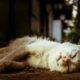 Nurus mengungkapkan bahwa sejumlah kucing yang mati selama 10 hari terakhir ini mengalami kejang-kejang sebelum mengembuskan napas terakhir. (Foto: Sumber Animal)