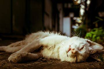 Nurus mengungkapkan bahwa sejumlah kucing yang mati selama 10 hari terakhir ini mengalami kejang-kejang sebelum mengembuskan napas terakhir. (Foto: Sumber Animal)
