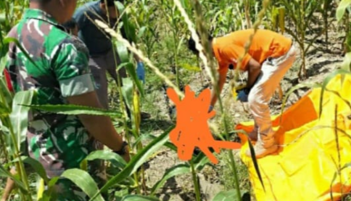 Warga Desa Tambiluk Petir Kabupaten Serang – Banten Digegerkan Penemuan Mayat Membusuk Di Perkebunan Jagung