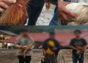 Tiga Orang, Tak Berkutik Saat Polisi Grebek Lokasi Judi Sabung Ayam di Desa Kibin Banten