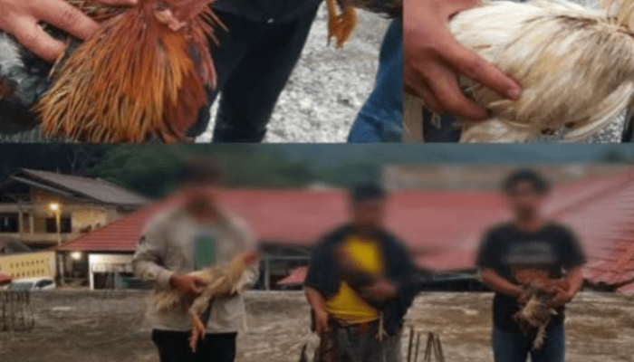 Tiga Orang, Tak Berkutik Saat Polisi Grebek Lokasi Judi Sabung Ayam di Desa Kibin Banten