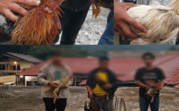 Ilustrasi Unit Jatanras Polres Serang, menggerebek lokasi judi sabung ayam di Kampung Kitopong, Desa Kibin, Kecamatan Kibin Kabupaten Serang, Provinsi Banten. (Foto: Istimewa)