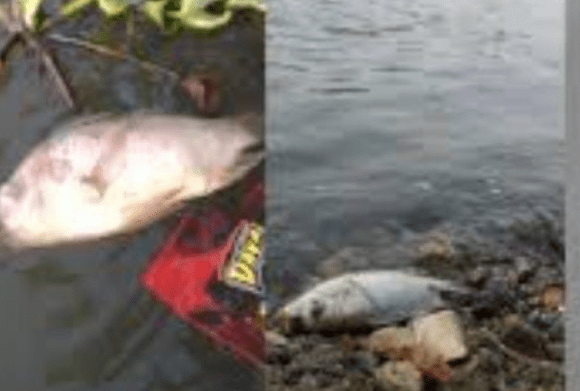 Berbagai jenis ikan tawar di Situ Rawa Arum Cilegon, Banten, diantaranya ikan nila, ikan mas, gabus hingga sapu-sapu dengan berbagai ukuran, mati diduga tercemar limbah. (Foto: Daeng Yusvin)