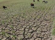 BMKG: Dampak El Nino, Kemarau Panjang Hingga Awal 2024