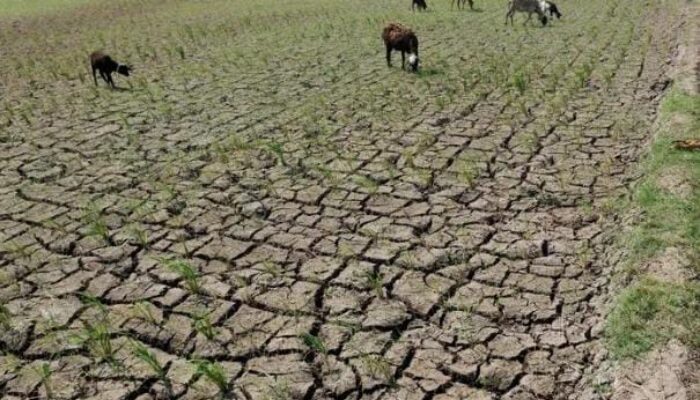 Pemkab Bekasi Lakukan Strategi Jitu, Antisipasi Kekeringan di Sektor Pertanian