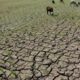 Ilustrasi kekeringan (foto: Istimewa)
