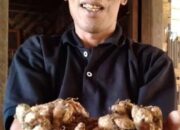 Sistem Tanam Tumpang Sari, Kencur Jadi Andalan Warga Baduy