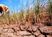 Dampak El Nino, 949 Hektar Sawah Di Banten Mengalami Kekeringan