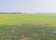 Kemarau Panjang, Petani Di Cabangbungin Bekasi Biarkan Lahan Persawahan Terbengkalai