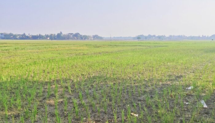 Kemarau Panjang, Petani Di Cabangbungin Bekasi Biarkan Lahan Persawahan Terbengkalai