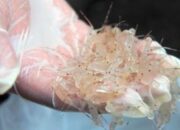 Nelayan Di Banten Minta Perdagangan Baby Lobster Kembali Dilegalkan