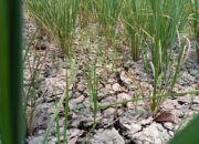 Tuai Polemik, Petani Di Sukawangi Bekasi Klaim Dalam Pengelolaan Air Ada Oknum Di Tubuh PJT II