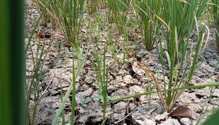 Tuai Polemik, Petani Di Sukawangi Bekasi Klaim Dalam Pengelolaan Air Ada Oknum Di Tubuh PJT II
