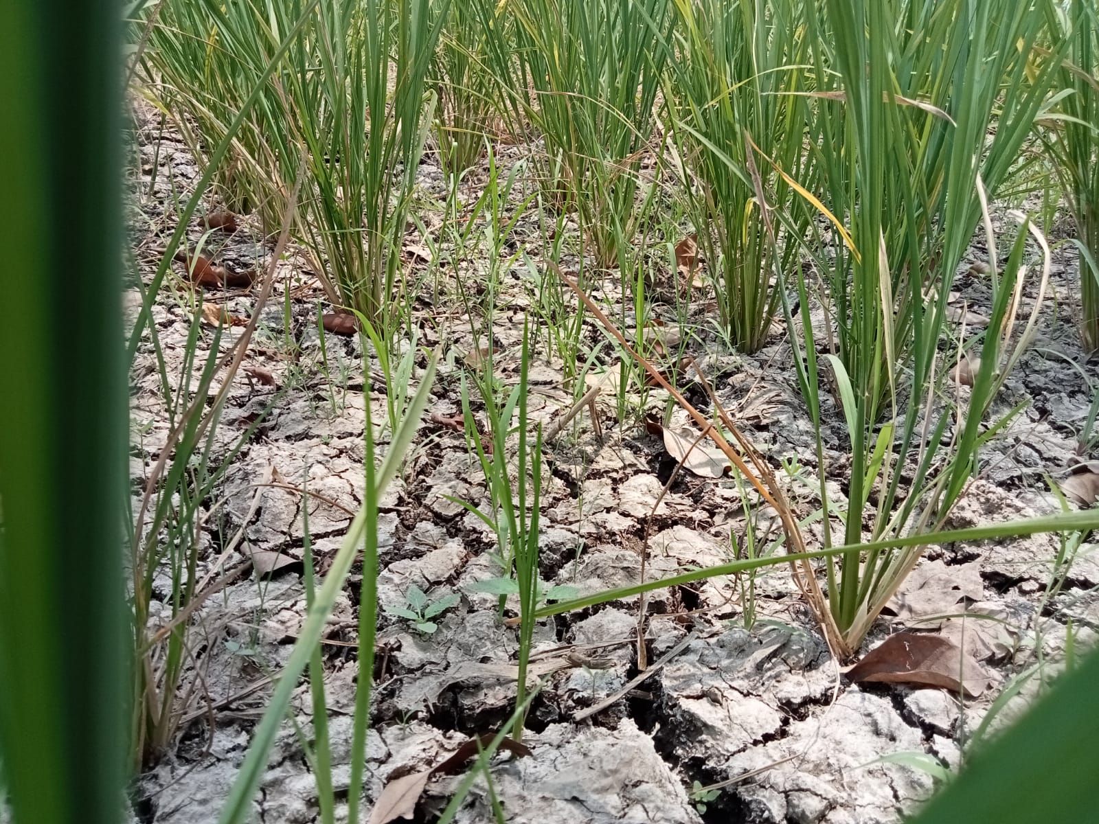Ilustrasi kekeringan di Kabupaten Bekasi (foto: Abdul Kholilulloh)