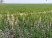 Dampak El Nino, Kekeringan di Kabupaten Bekasi Kian Meluas, Lahan Pertanian Terancam
