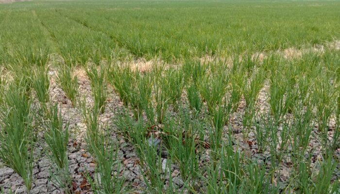 Dampak El Nino, Kekeringan di Kabupaten Bekasi Kian Meluas, Lahan Pertanian Terancam