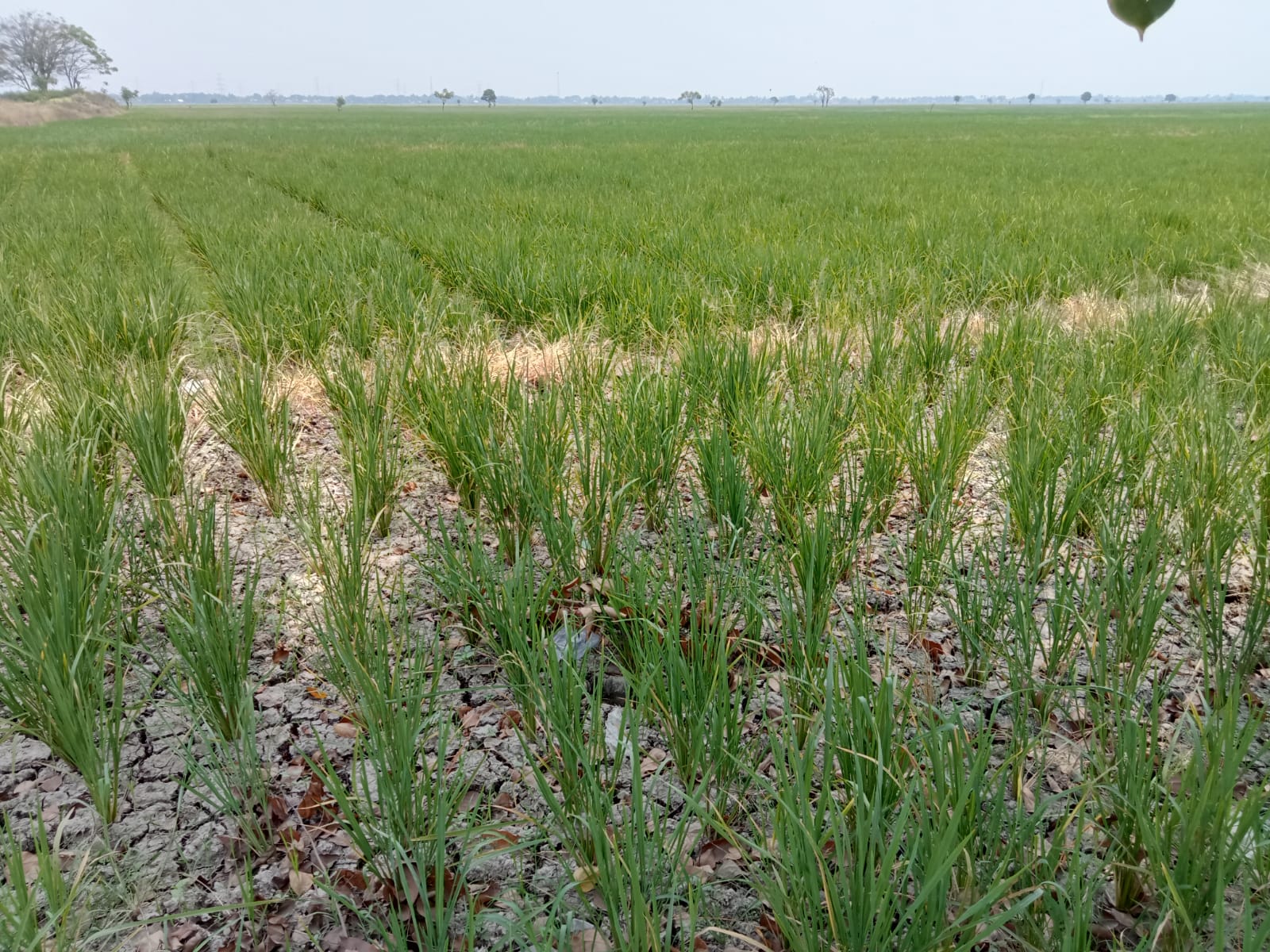 Area persawahan di Kabupaten Bekasi Terancam gagal panen akibat kekeringan (foto: Abdul Kholilulloh)