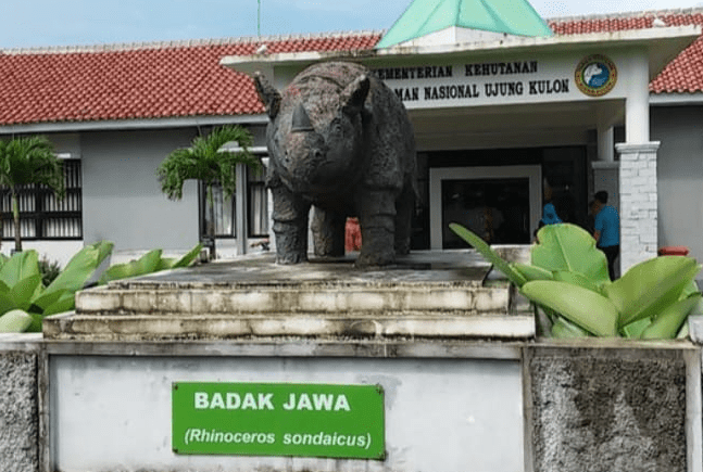 Taman Nasional Ujung Kulon (TNUK), berada di ujung barat Pulau Jawa. Tepatnya berada di Kecamatan Sumur dan Kecamatan Cimanggu, Kabupaten Pandeglang, Provinsi Banten. Kawasan TNUK ini mulanya merupakan daerah pertanian yang hancur karena letusan Gunung Krakatau pada tahun 1883 silam. Akhirnya, lahan tersebut menjadi hutan untuk rumah bagi satwa endemik Indonesia. (Foto: Daeng Yusvin)