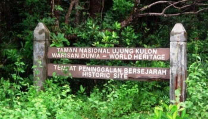 Taman Nasional Ujung Kulon (TNUK), berada di ujung barat Pulau Jawa. Tepatnya berada di Kecamatan Sumur dan Kecamatan Cimanggu, Kabupaten Pandeglang, Provinsi Banten. Kawasan TNUK ini mulanya merupakan daerah pertanian yang hancur karena letusan Gunung Krakatau pada tahun 1883 silam. Akhirnya, lahan tersebut menjadi hutan untuk rumah bagi satwa endemik Indonesia. (Foto: Daeng Yusvin)